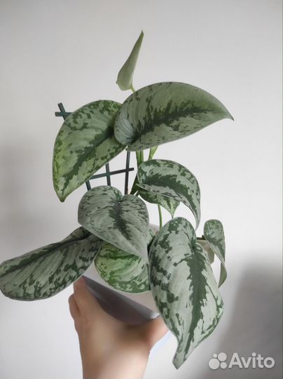 Сциндапсус пиктус