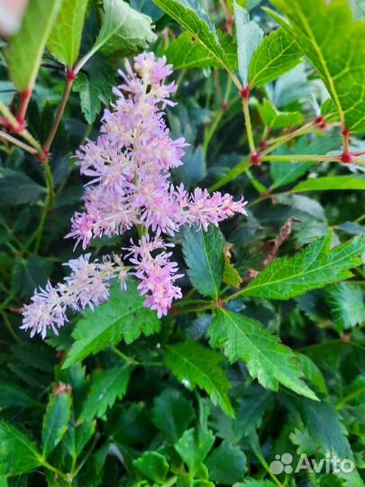 Многолетники