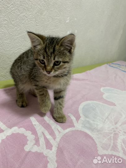 Кошка в дар бесплатно