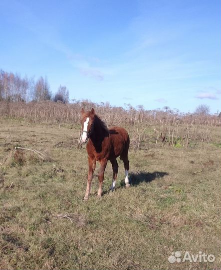 Жеребёнок отьем