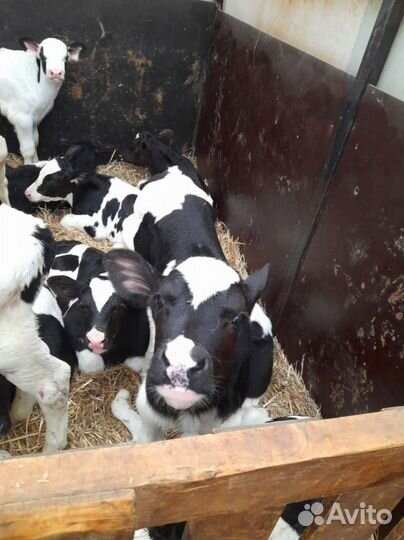 Телята бычки тёлочки бесплатная доставка