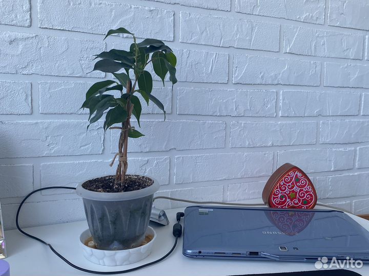 Фикус бенджамина