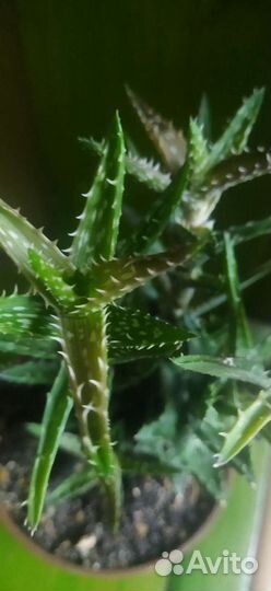 Алоэ листья. Алоэ мини