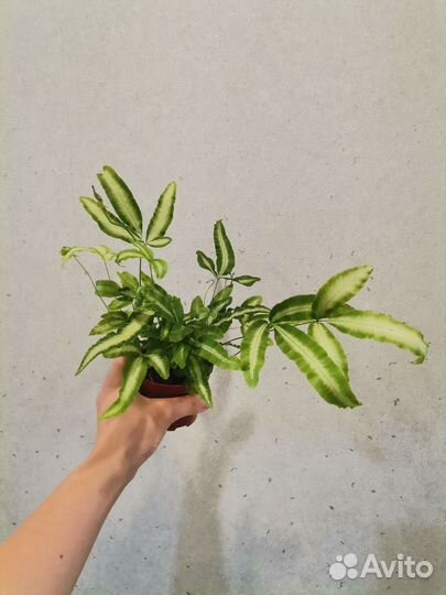 Папоротник птерис