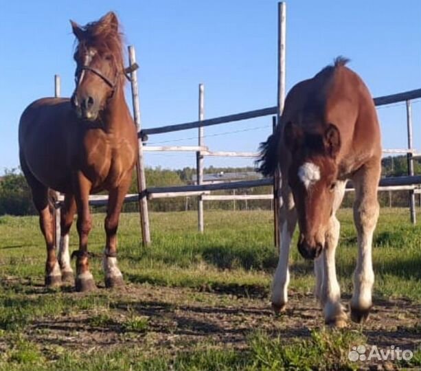 Продам кобылку