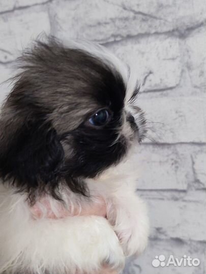 Щенки пекинеса