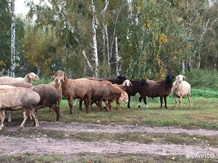 Продаются бараны