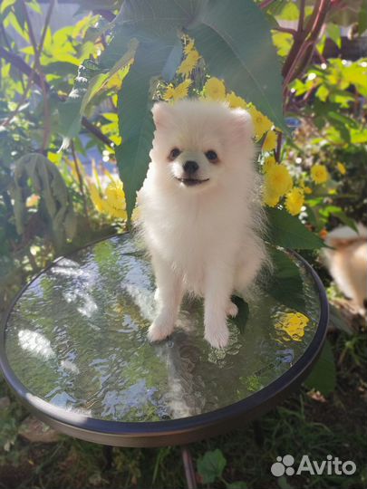 Белый померанец