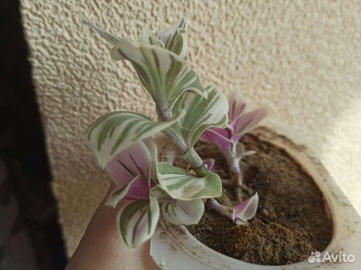 Традесканция белая