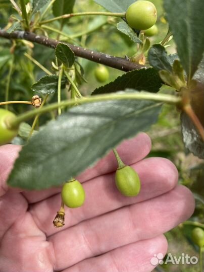 Саженцы вишни