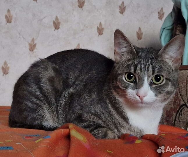 Отдам кота в добрые руки