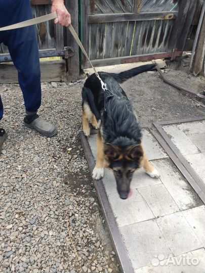 Шлейка для средней собаки