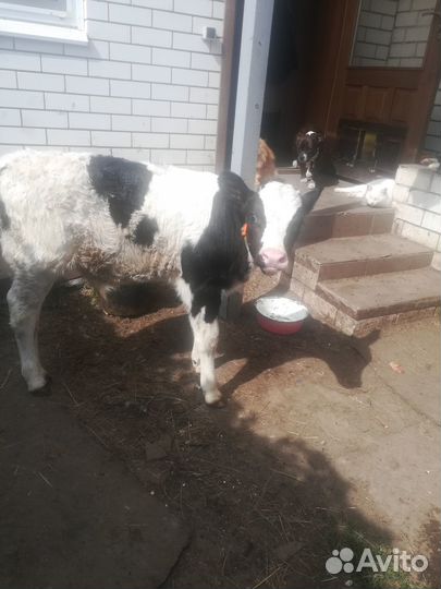 Продам бычка