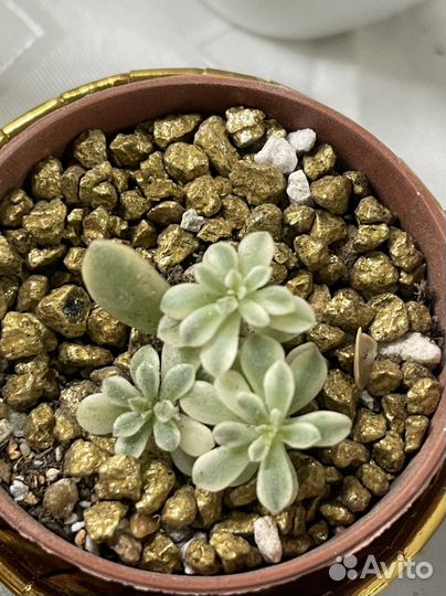 Суккуленты минимаркет