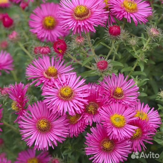 Астра многолетняя