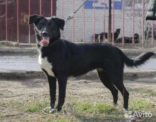 Собака бесплатно