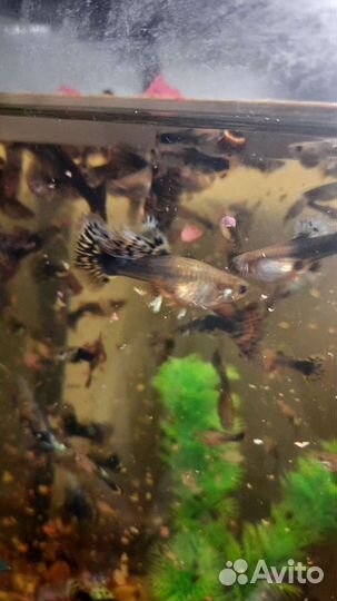 Аквариумные рыбки гуппи