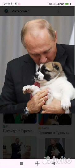 Щенки сао алабай
