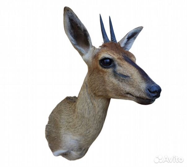 Голова хохлатой антилопы