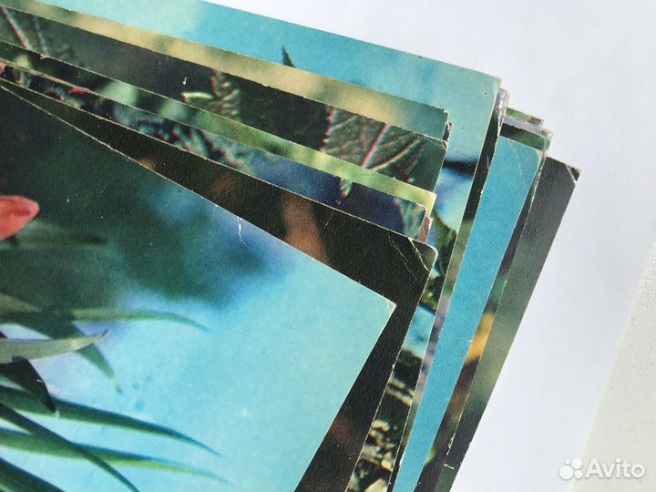 Растения из красной книги СССР, выпуск 1