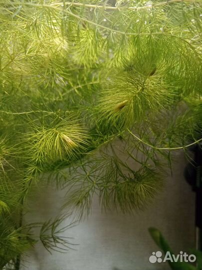 Роголистник, прополка аквариума