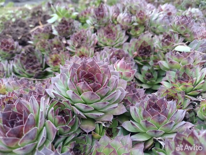 Молодило (каменная роза)