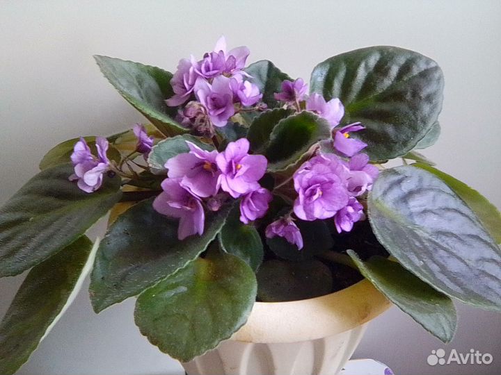 Фиалка сортовая