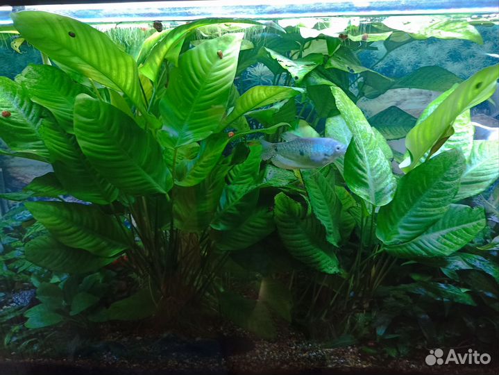 Аквариумное растение