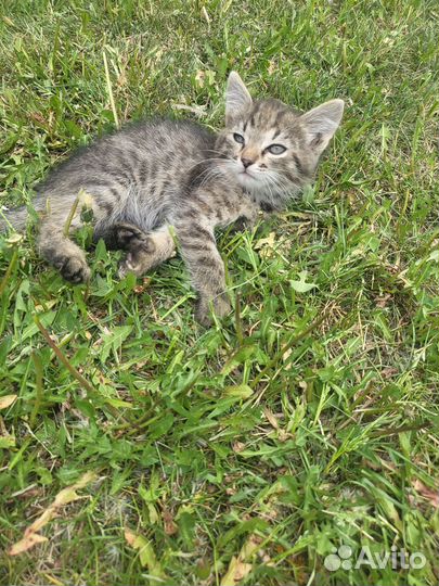 Отдам бесплатно