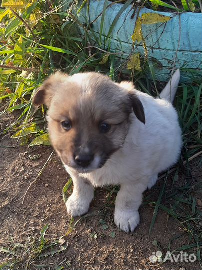 Собаки в добрые руки