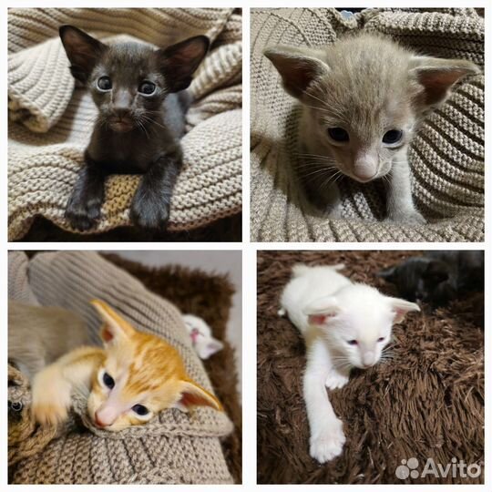 Ориентальные котята