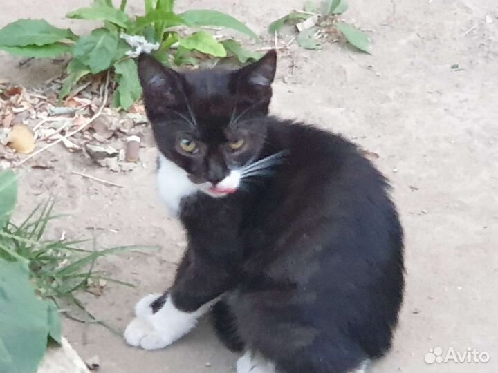 Кошка в дар