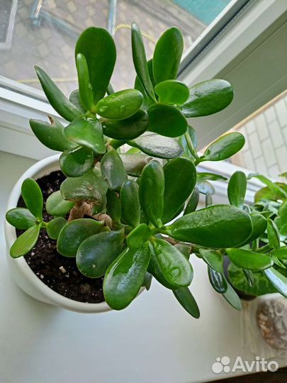 Красула толстянка