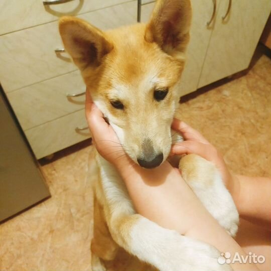 Собака дворняга