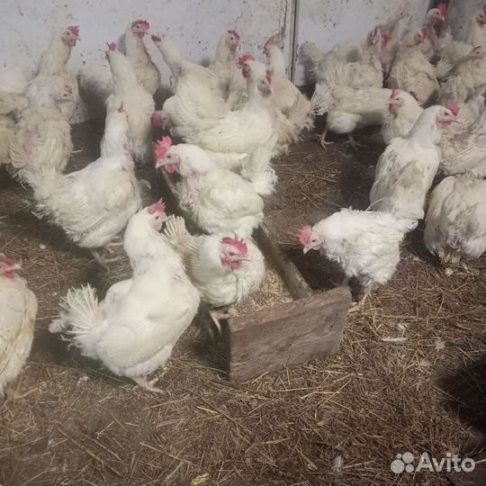 Куры несушки и петухи