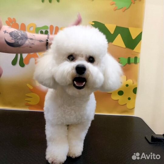 Груминг собак и кошек