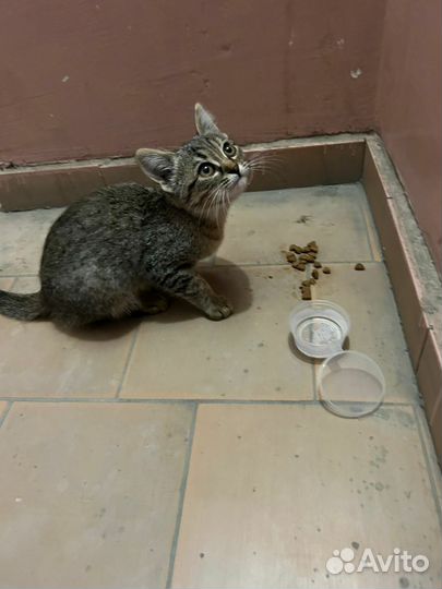 Котенок девочка