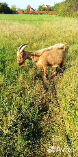 Коза дойная