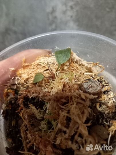 Филодендрон Блэк Кардинал вар