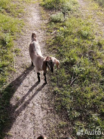 Нубийские козы (козлик и козочка)