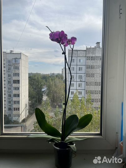 Орхидея фаленопсис