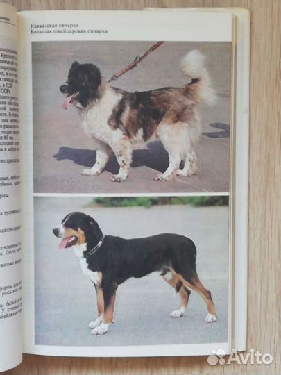 Атлас пород собак