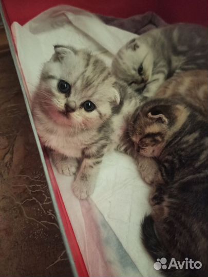 Шотландские котята