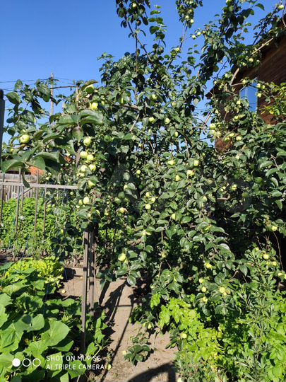 Дача 25,9 м² на участке 7,2 сот.