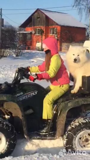 Вязка самоед