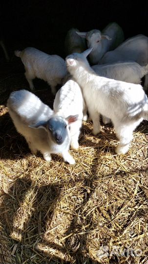 Зааненские козлята