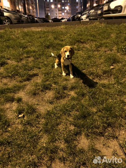 Бигль в добрые руки