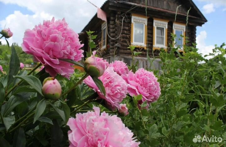 Многолетники садовые. Пион Сара Бернар