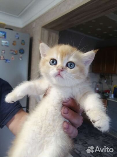 Котенок золотая шишилла