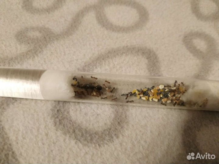 Матка муравьев